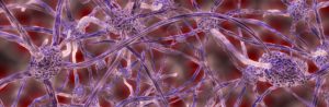 neurons