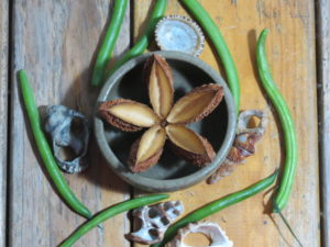 seed of life