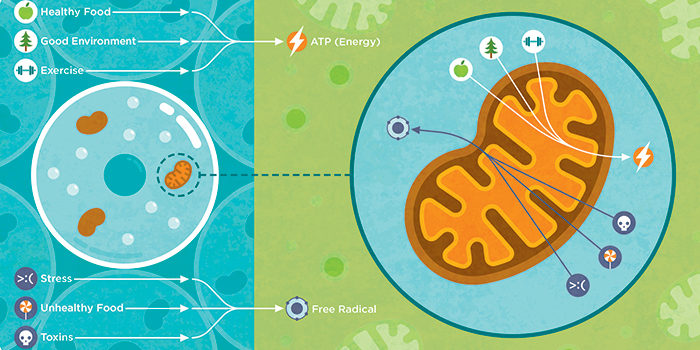 MITOCHONDRIAL DYSFUNCTION AND DOWN SYNDROME MITOCHONDRIAL DYSFUNCTION AND DOWN SYNDROME