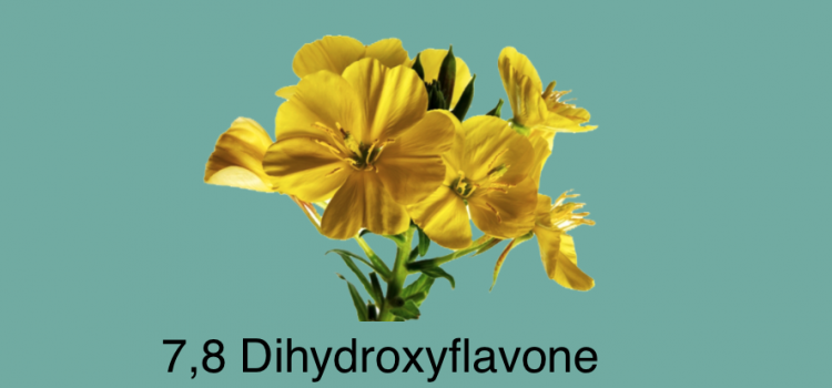 7,8 – DIHYDROXYFLAVONE ACTIVATES NEUROGENESIS IN PEOLE WITH DOWN SYNDROME